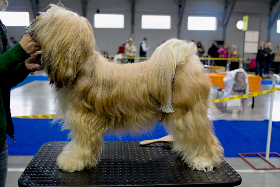 Prage Expo Dog 2013 _ V4 _4